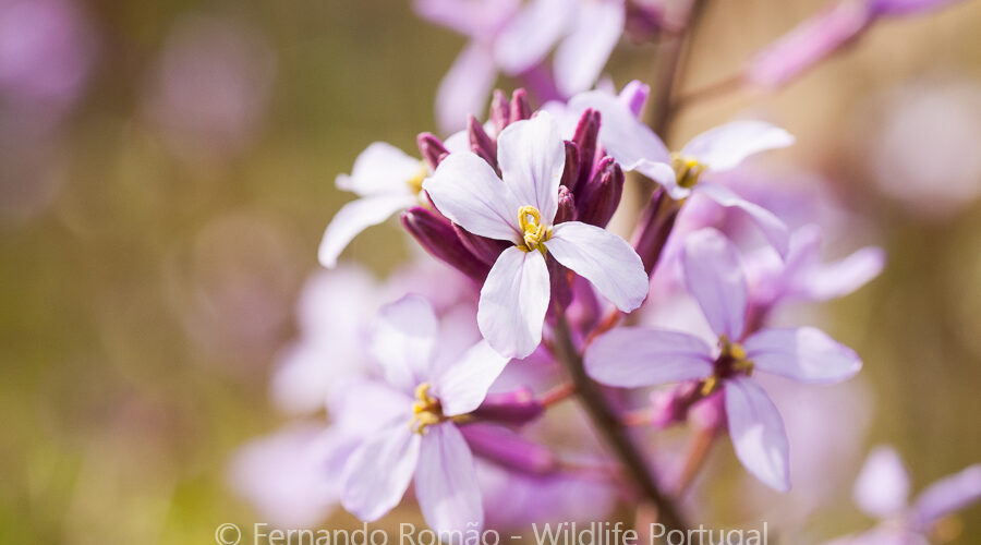 Erysimum linifoliumDouro Internacional