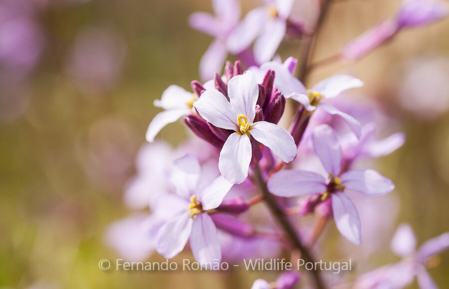Erysimum linifoliumDouro Internacional