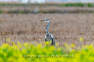 Grey Heron (Ardea cinerea)