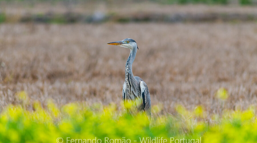 Grey Heron (Ardea cinerea)