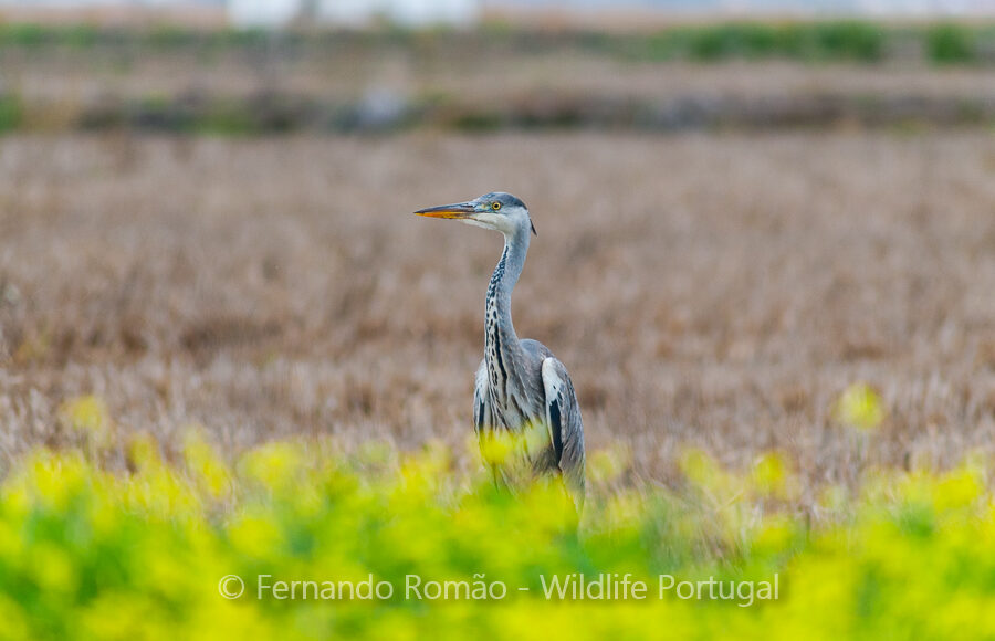 Grey Heron (Ardea cinerea)