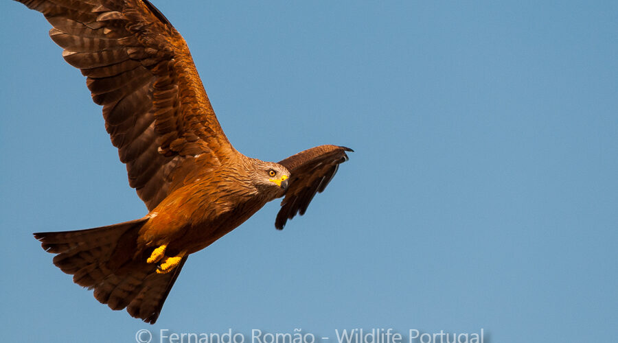 Black Kite (Milvus migrans)