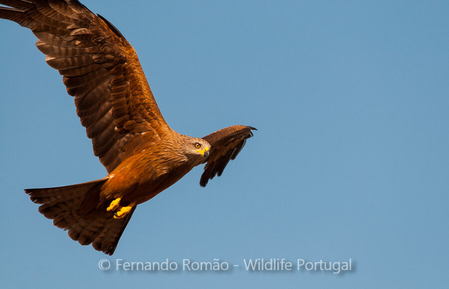 Black Kite (Milvus migrans)