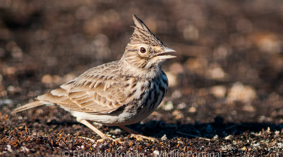 Thekla Lark (Galerida theklae)