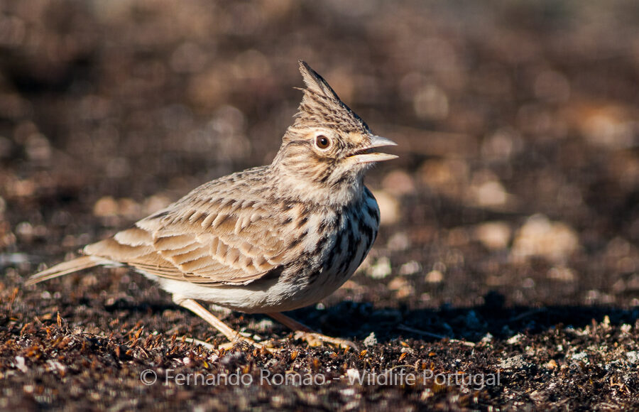 Thekla Lark (Galerida theklae)
