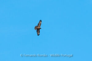 European Honey Buzzard (Pernis apivorus)