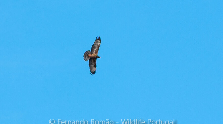 European Honey Buzzard (Pernis apivorus)