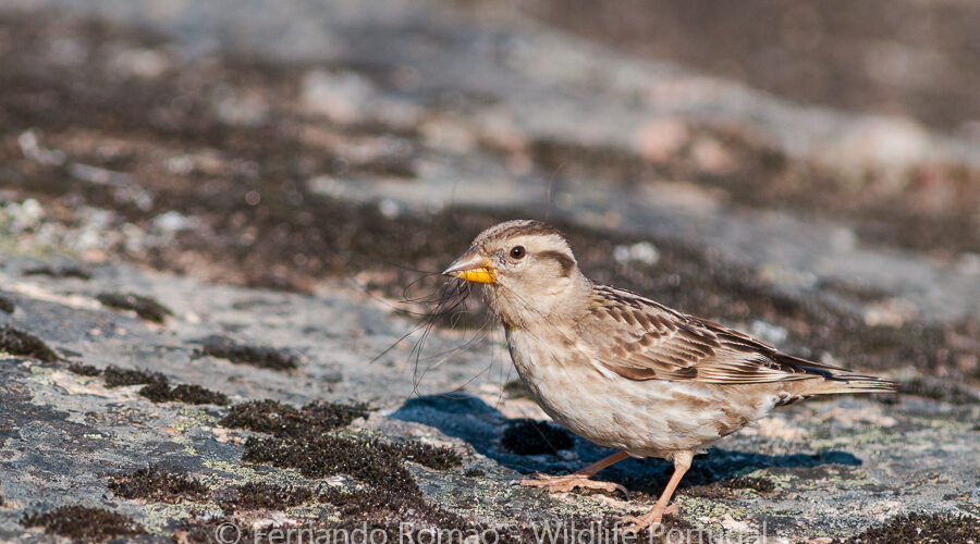 Rock Sparrow (Petronia petronia)