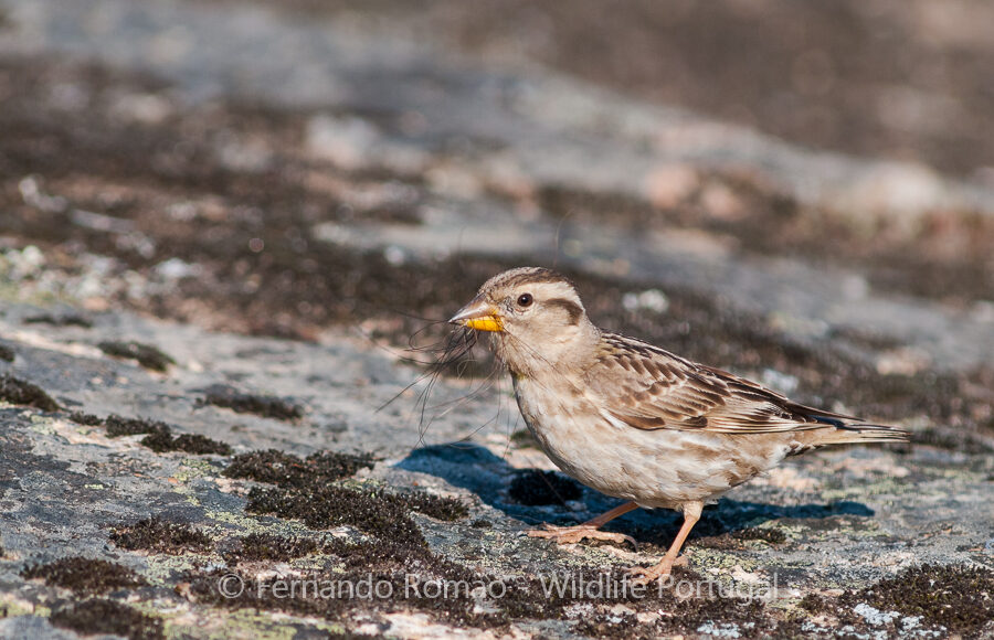 Rock Sparrow (Petronia petronia)
