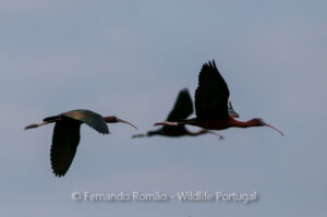 Glossy Ibis (Plegadis falcinellus)