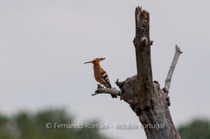 Hoopoe (Upupa epops)