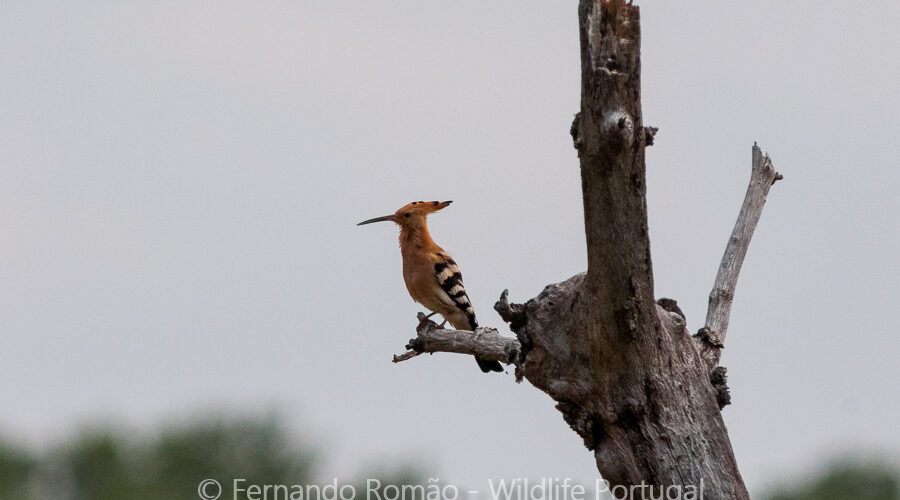 Hoopoe (Upupa epops)