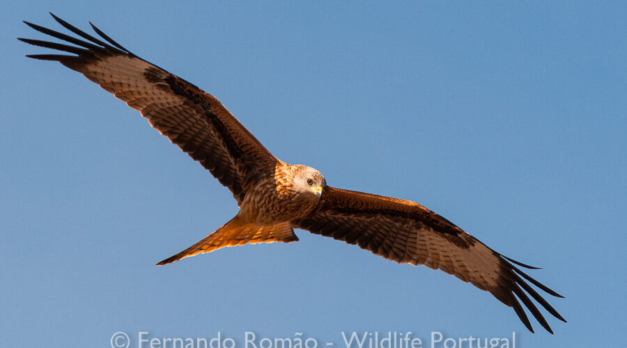 Milhafre-real (Milvus milvus) Red Kite (Milvus milvus)