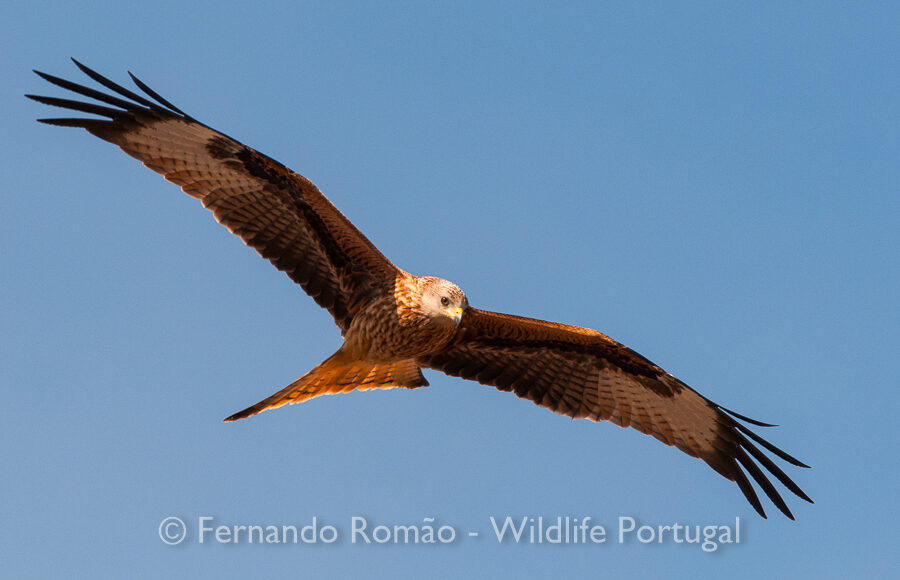 Red Kite (Milvus milvus)