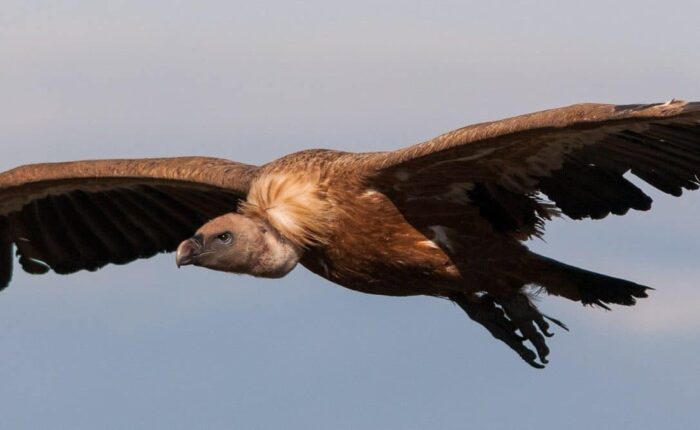 Griffon Vulture (Gyps fulvus)