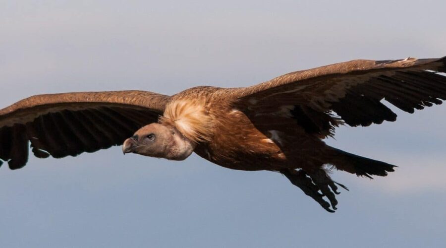 Griffon Vulture (Gyps fulvus)