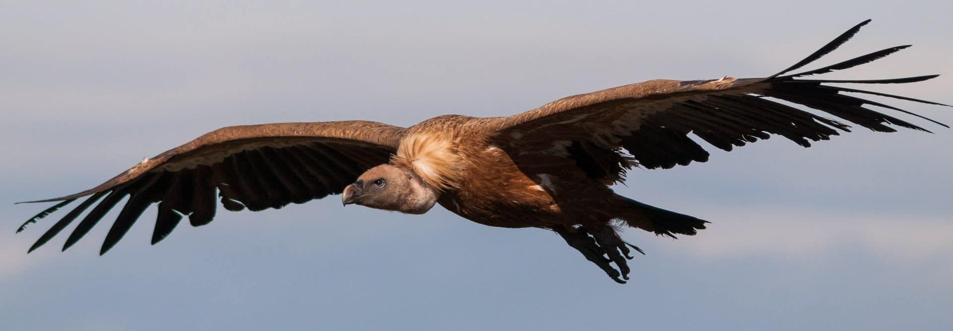 Griffon Vulture (Gyps fulvus)