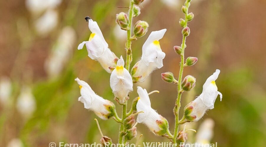 Antirrhinum graniticum Antirrhinum graniticum