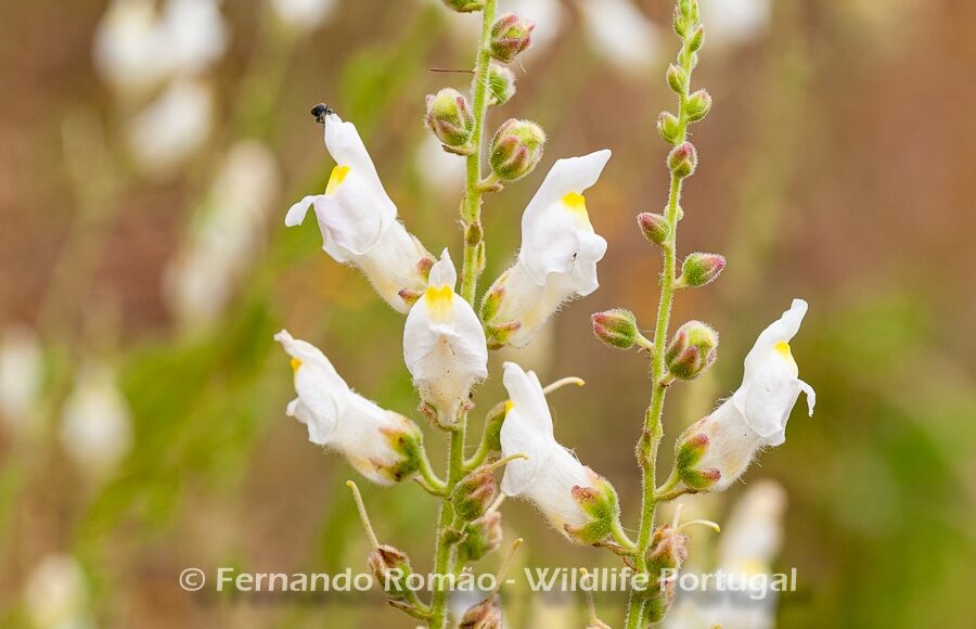 Antirrhinum graniticum