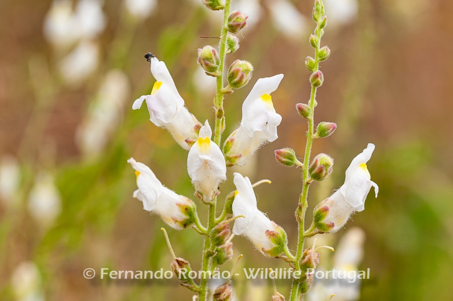 Antirrhinum graniticum