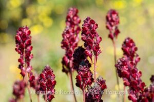 Linaria-aeruginea-aeruginea_FMR0616