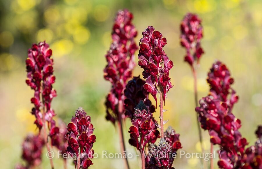 Linaria-aeruginea-aeruginea_FMR0616