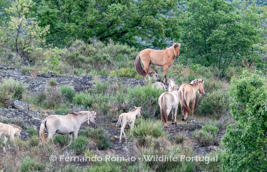 Sorraia horses