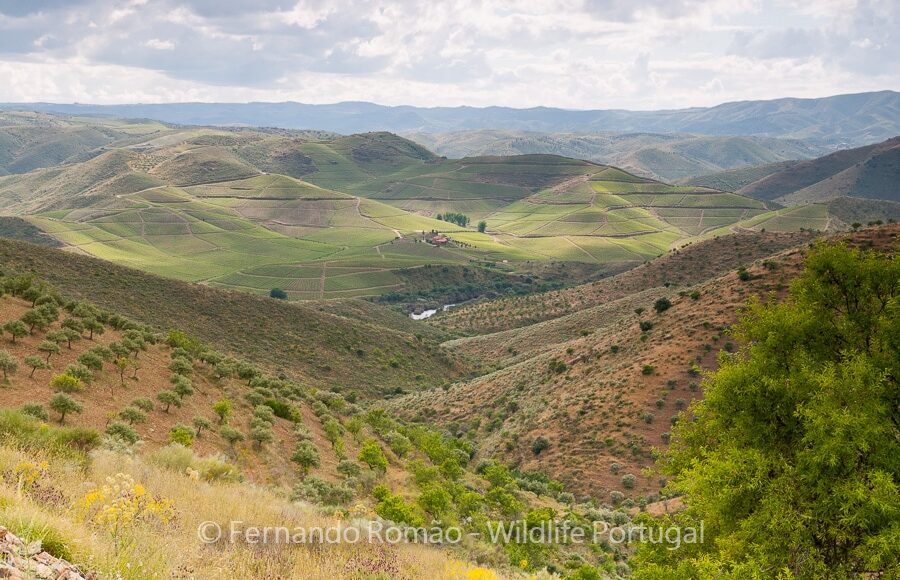 Coa Valley