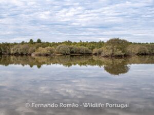 Paul de Toirões rewilding area
