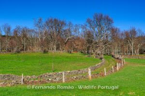 Carvalhal e prados - Cradle of the Côa