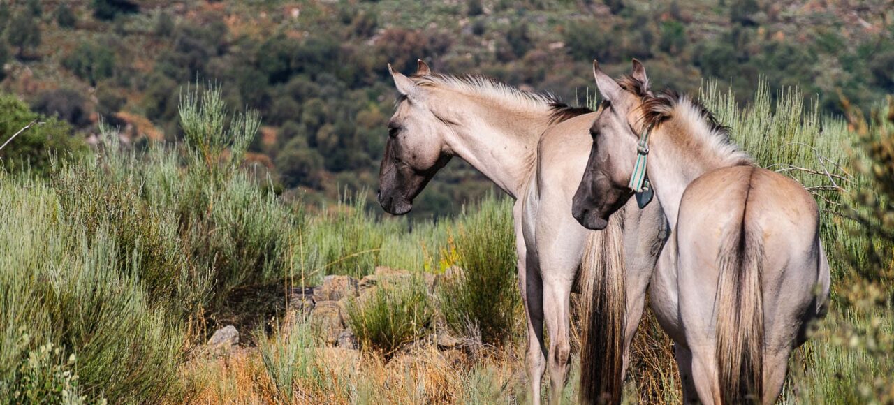 Cavalos Sorraia