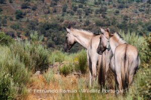 Cavalos Sorraia