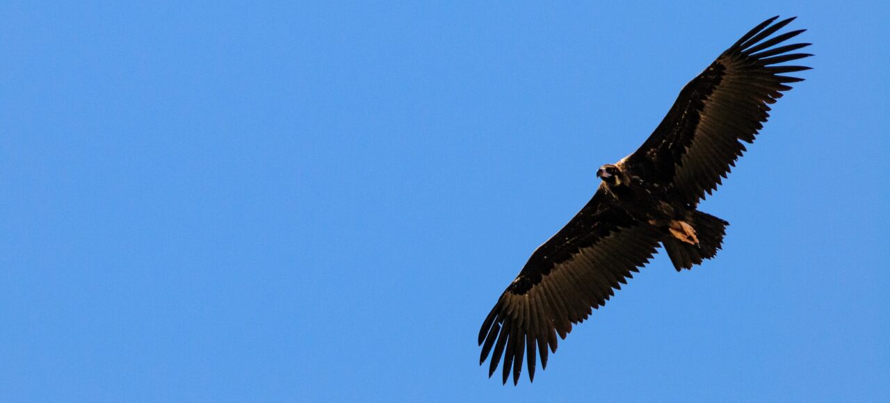 Cinereous Vulture (Aegypius monachus)