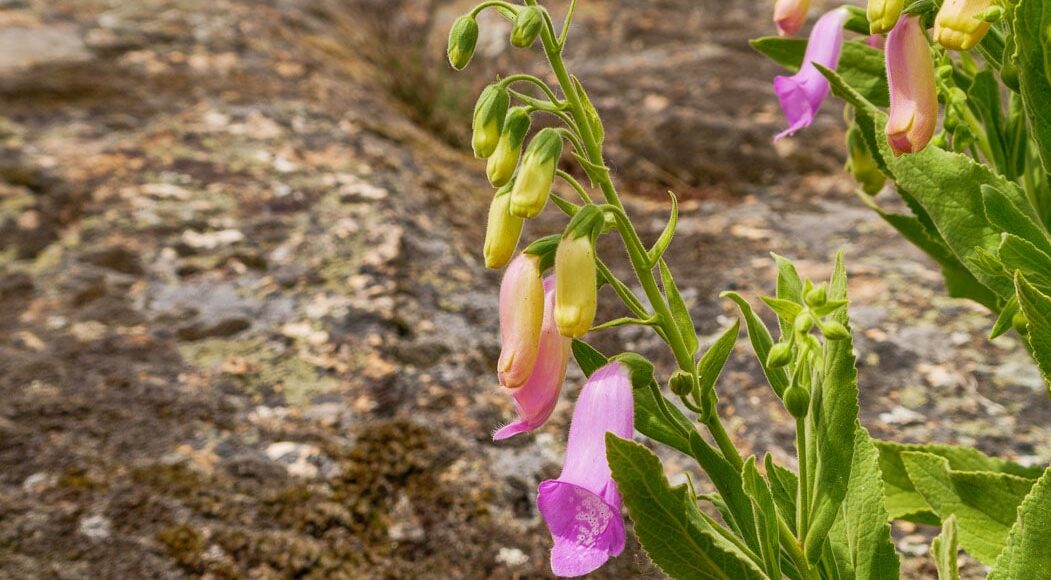 Spanish Fox Glove (Digitalis thapsi)