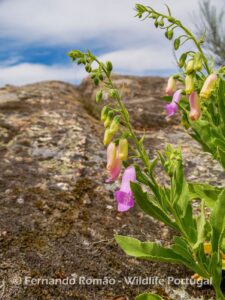 Spanish Fox Glove (Digitalis thapsi)