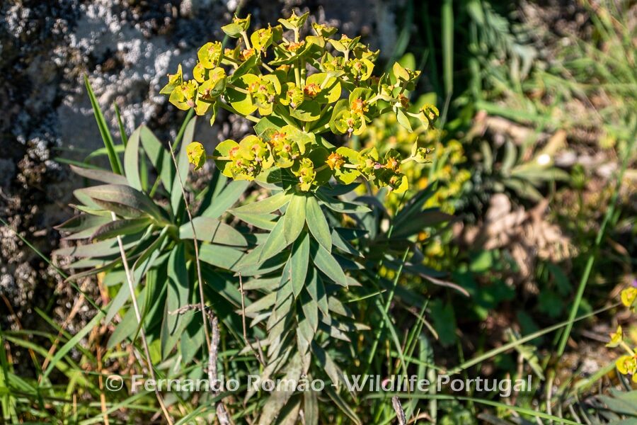 Euphorbia oxyphylla