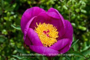 Paeonia broteri