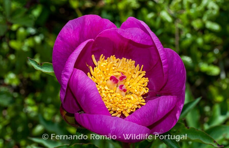 Paeonia broteri