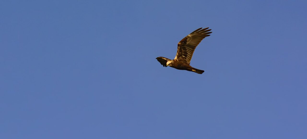 Marsh Harrier