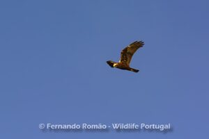 Marsh Harrier