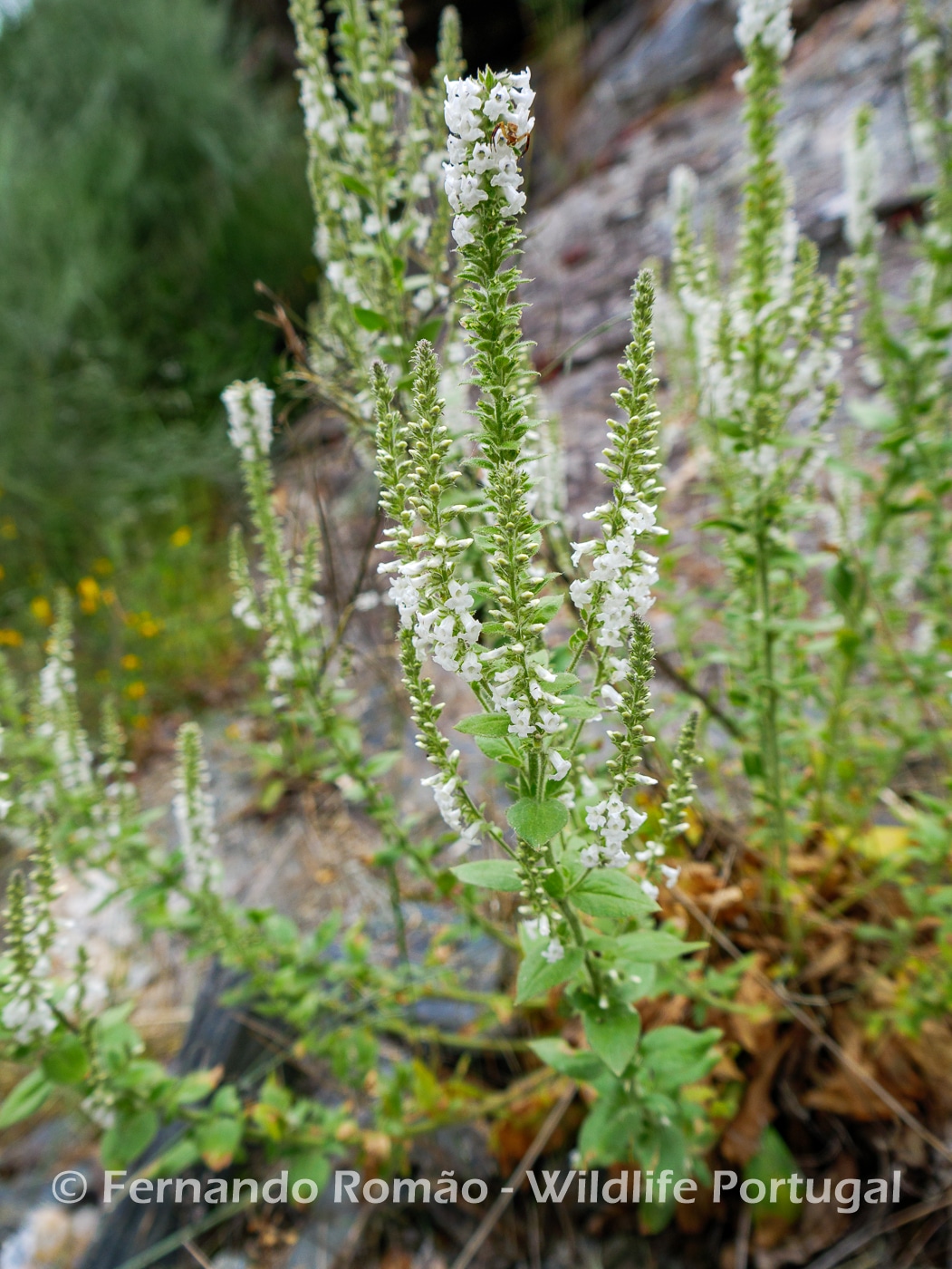 Anarrhinum duriminium