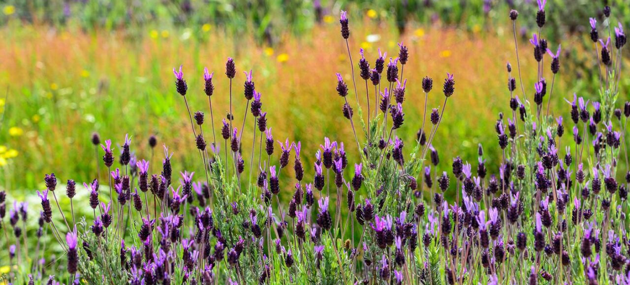 Lavender (Lavandula pedunculata)