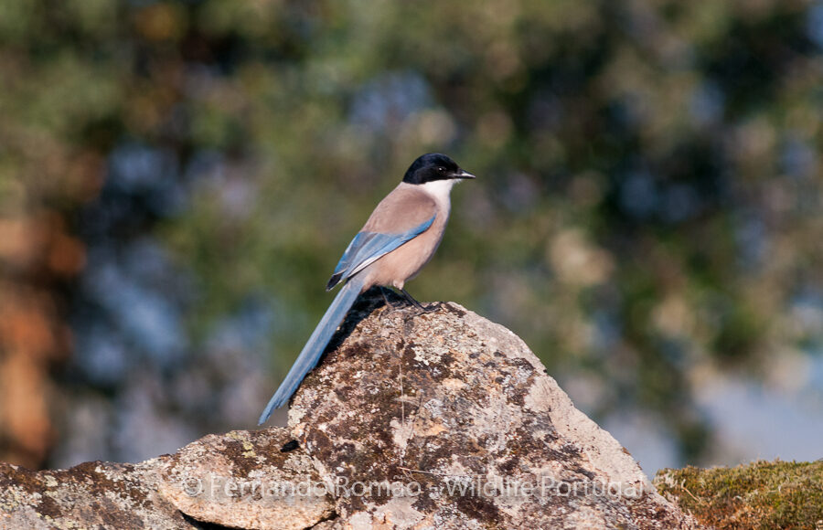 Iberian Magpie (Cyanopica cooki)