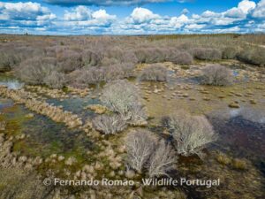 Paul de Toirões rewilding area