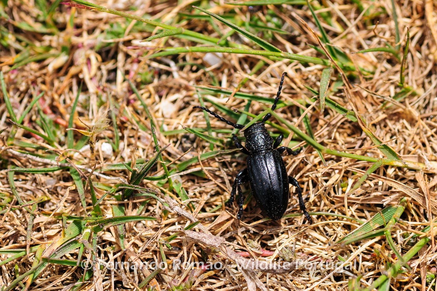 Iberodorcadion brannani Iberodorcadion brannani, at Estrela Mountain Natural Park