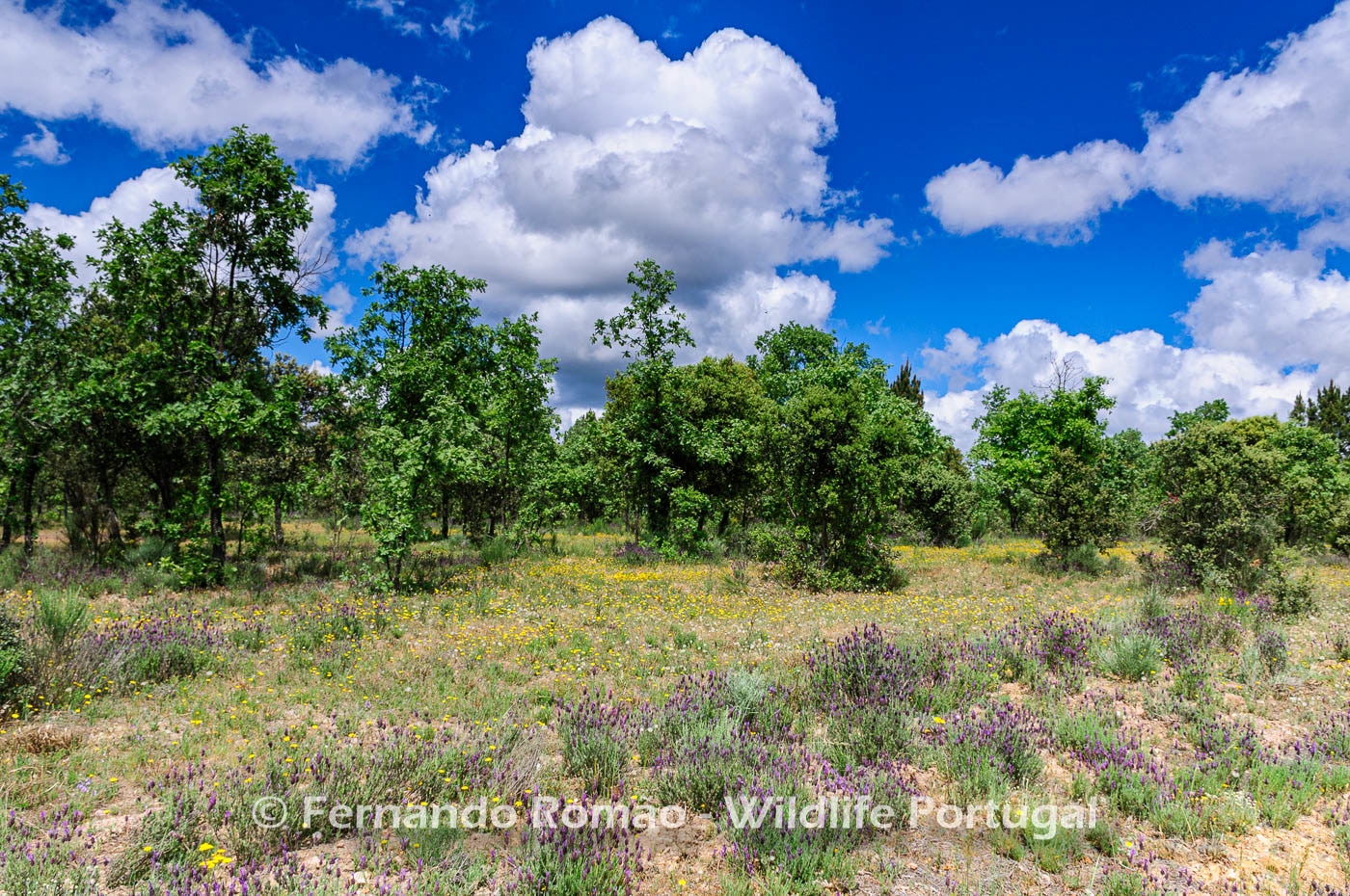 Oak forest in the Greater Côa Valley