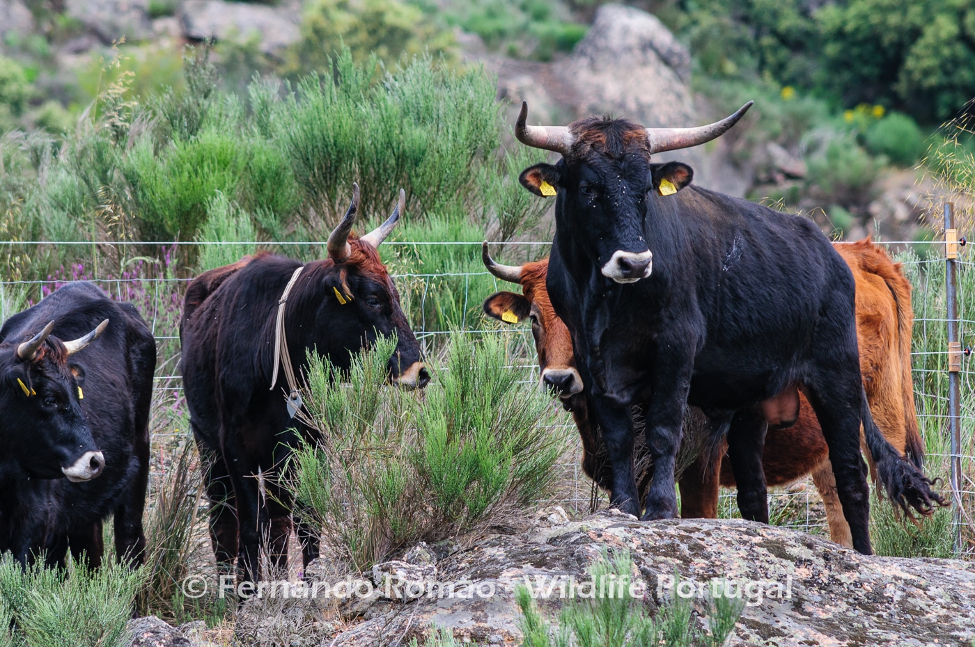 romao.photography@gmail.com Tauros
