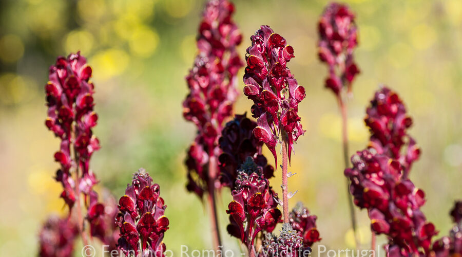 Linaria aeruginea aeruginea