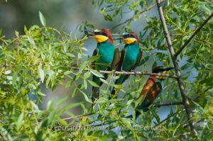 Abelharuco (Merops apiaster)