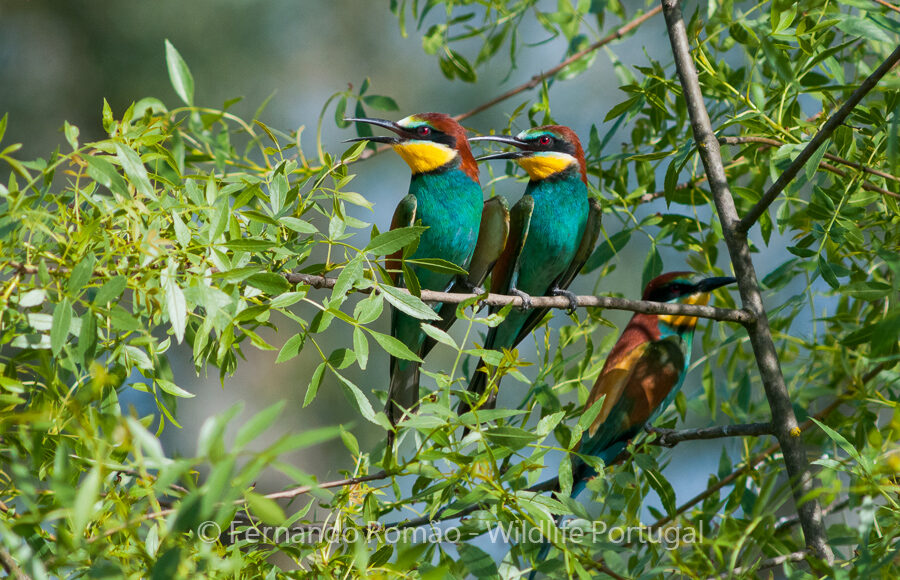 Abelharuco (Merops apiaster)